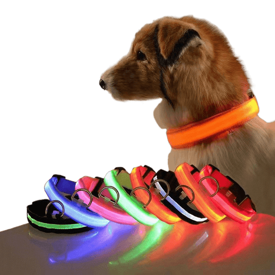 New LED Dog Collar displayed on a dog with multiple colorful LED collars in the foreground.